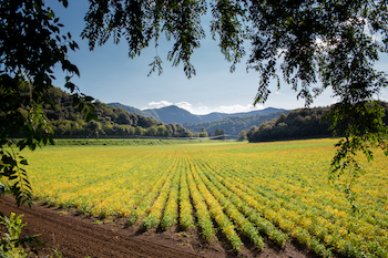 elos agrícolas en España y sus usos para diferentes cultivos: arcilloso, arenoso, limoso y rocoso son los tipos de suelos más utilizados en España para la agricultura.